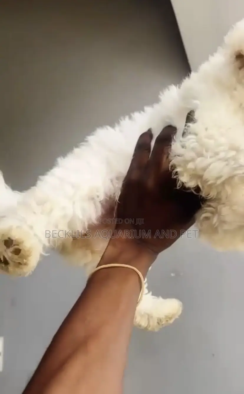 1-3 months Male Purebred Poodle