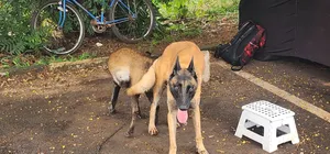 1+ year Male Purebred Belgian Malinois