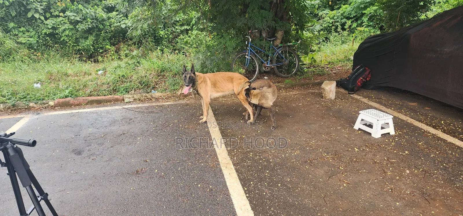 1+ year Male Purebred Belgian Malinois