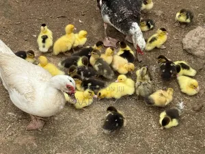 Muscovy Ducklings