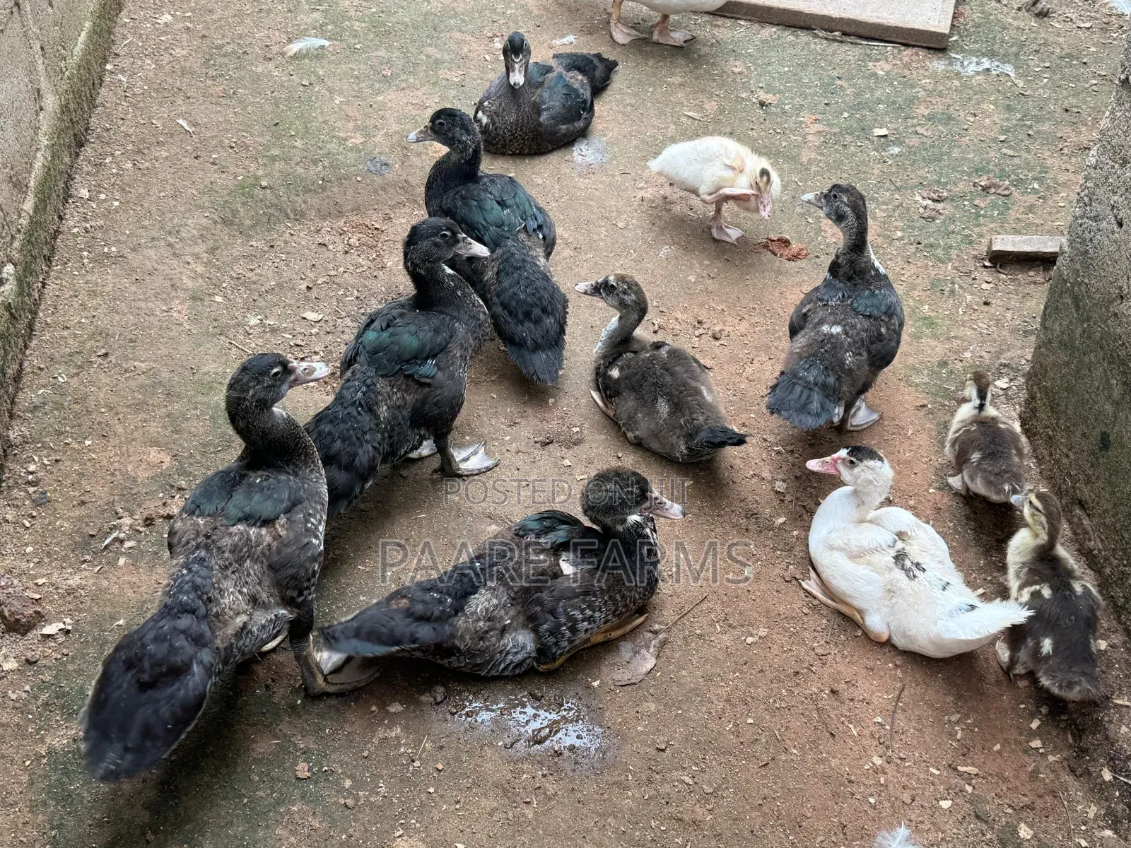 Grown Ducklings