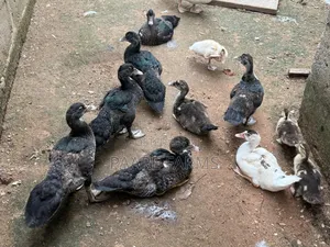 Grown Ducklings