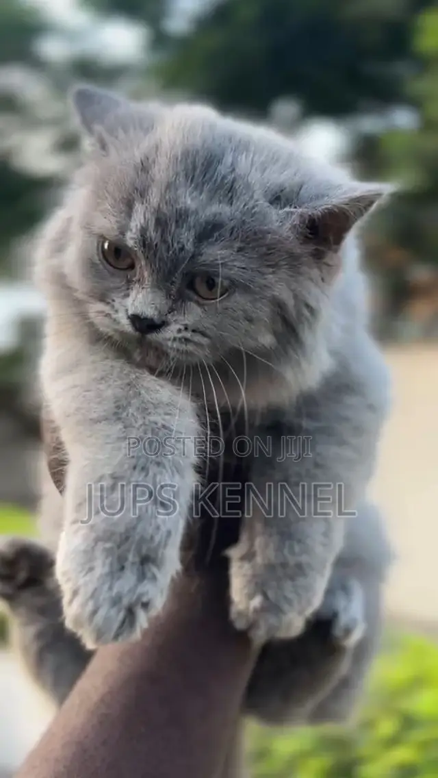 1-3 months Female Purebred Persian