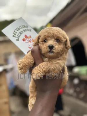 1-3 months Male Purebred Poodle