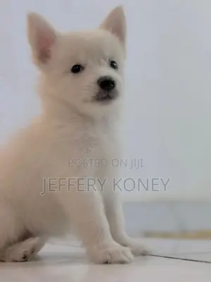 1-3 months Female Purebred American Eskimo