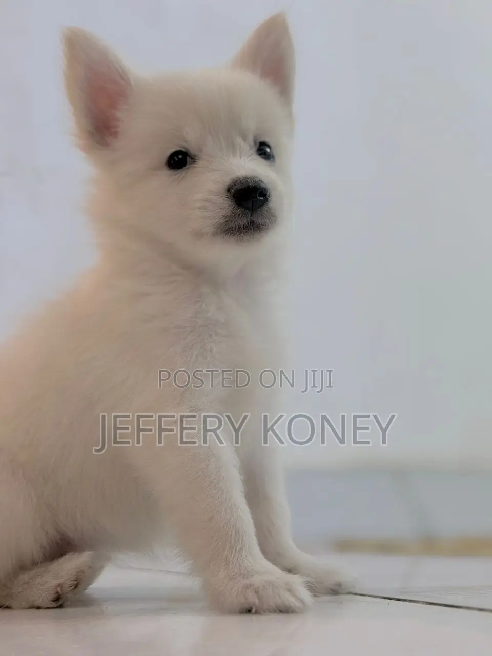 1-3 months Female Purebred American Eskimo