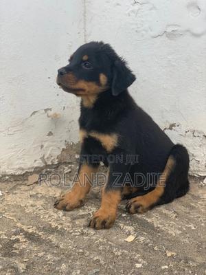 Rottweiler Pups Rottweiler Puppies For Sale Olx Rottweiler Dogs