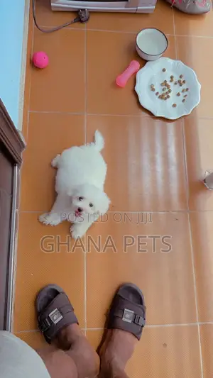 1-3 months Male Purebred Poodle
