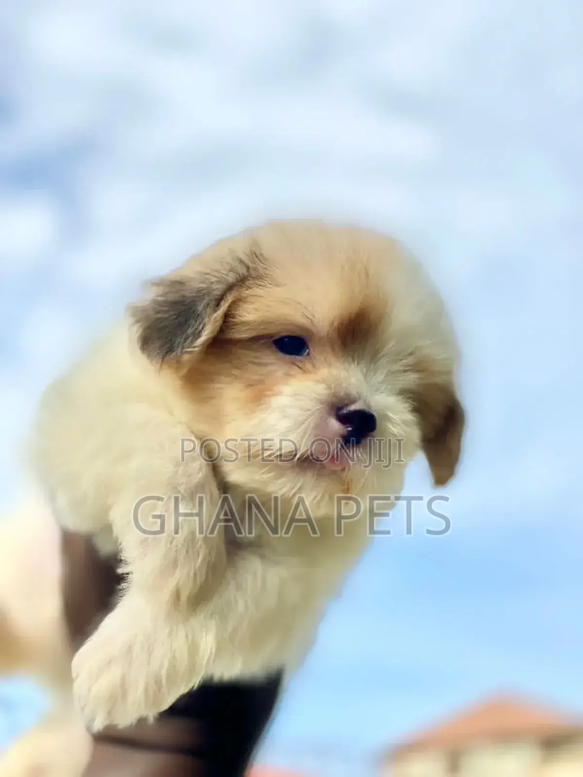 1-3 months Male Purebred Poodle