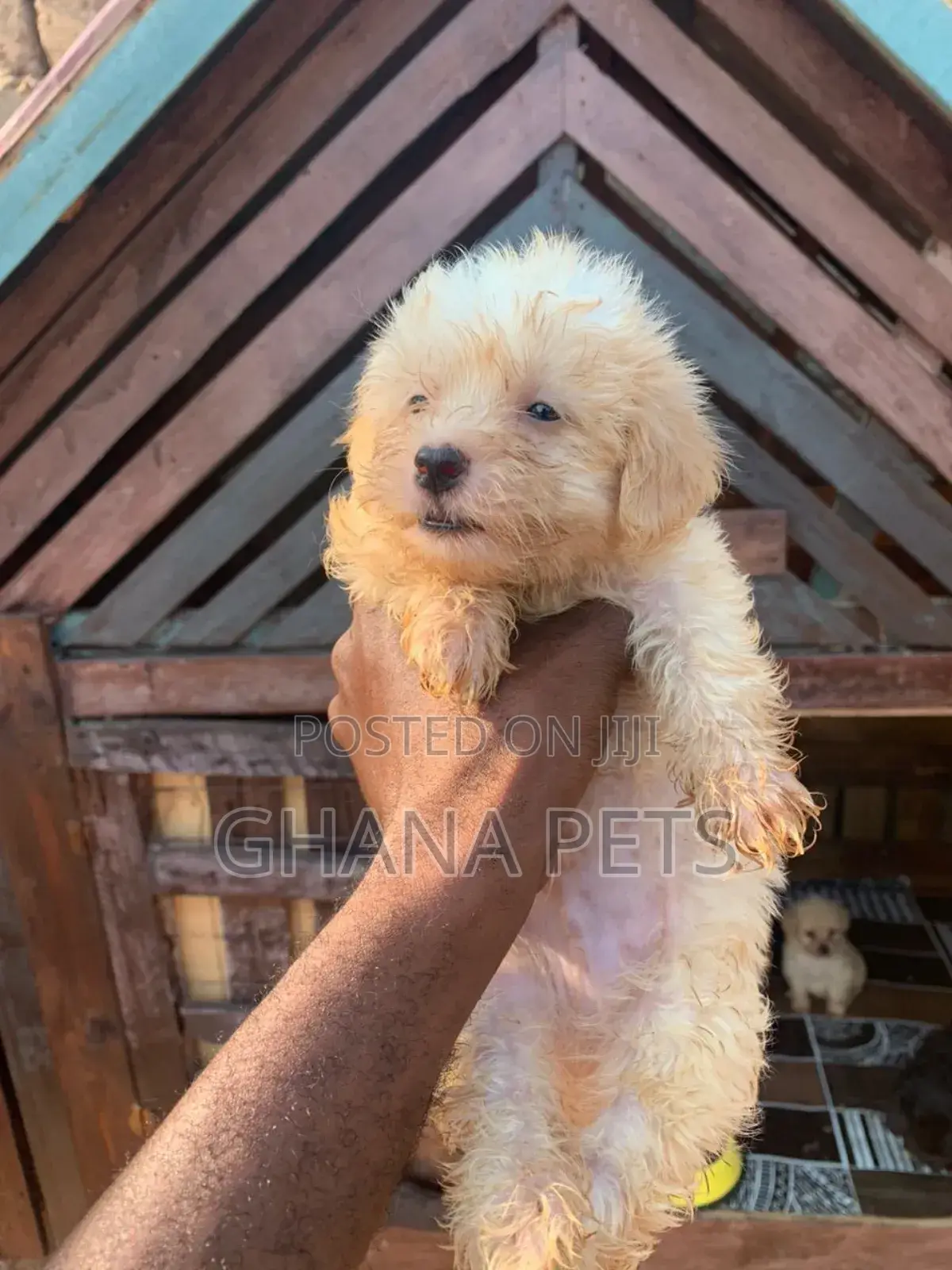 1-3 months Male Purebred Poodle