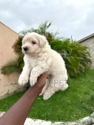 1-3 months Male Purebred Poodle