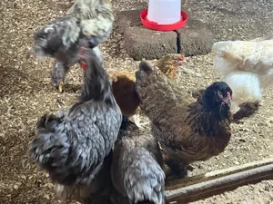 Mature Brahma