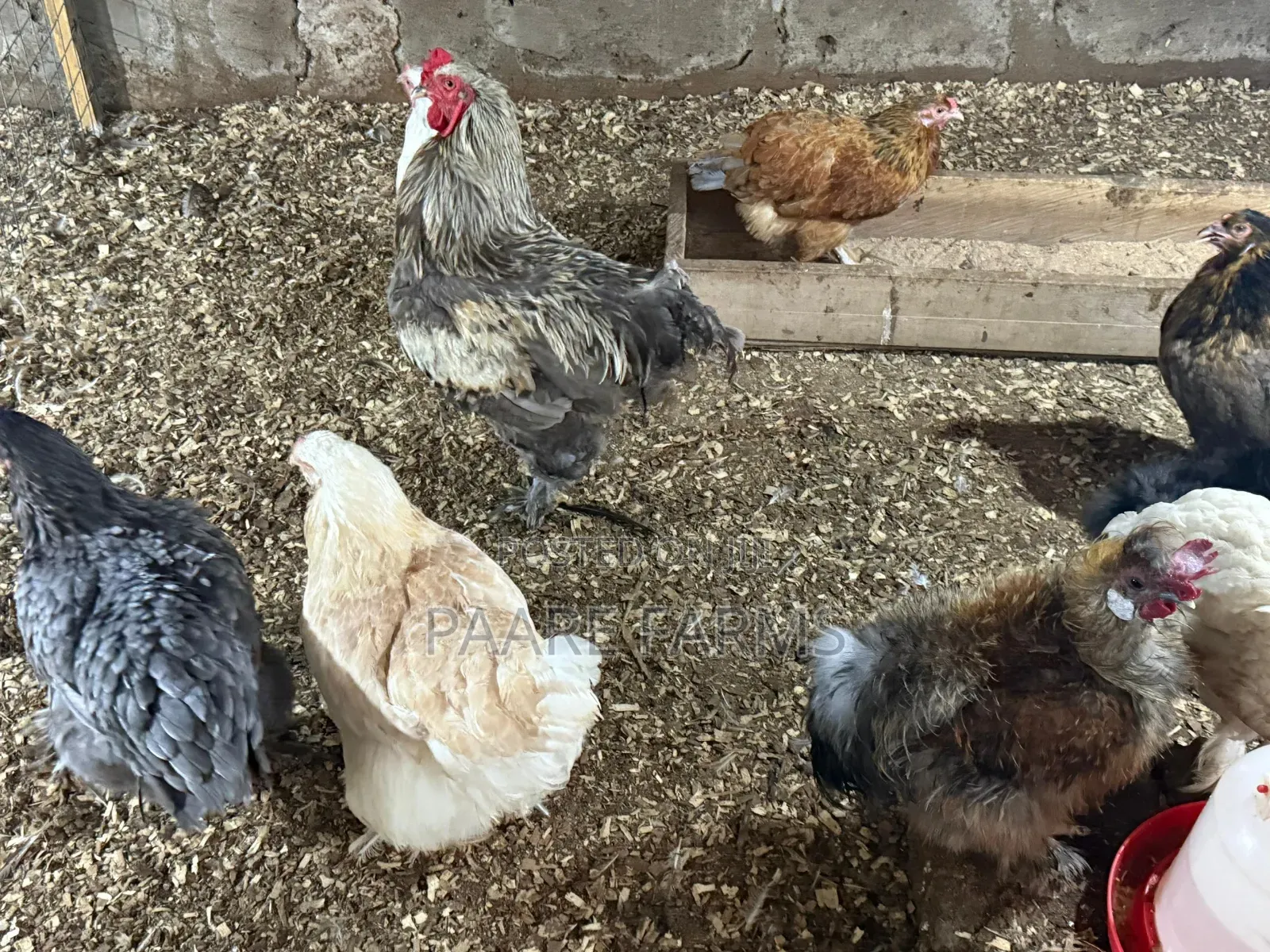 Mature Brahma