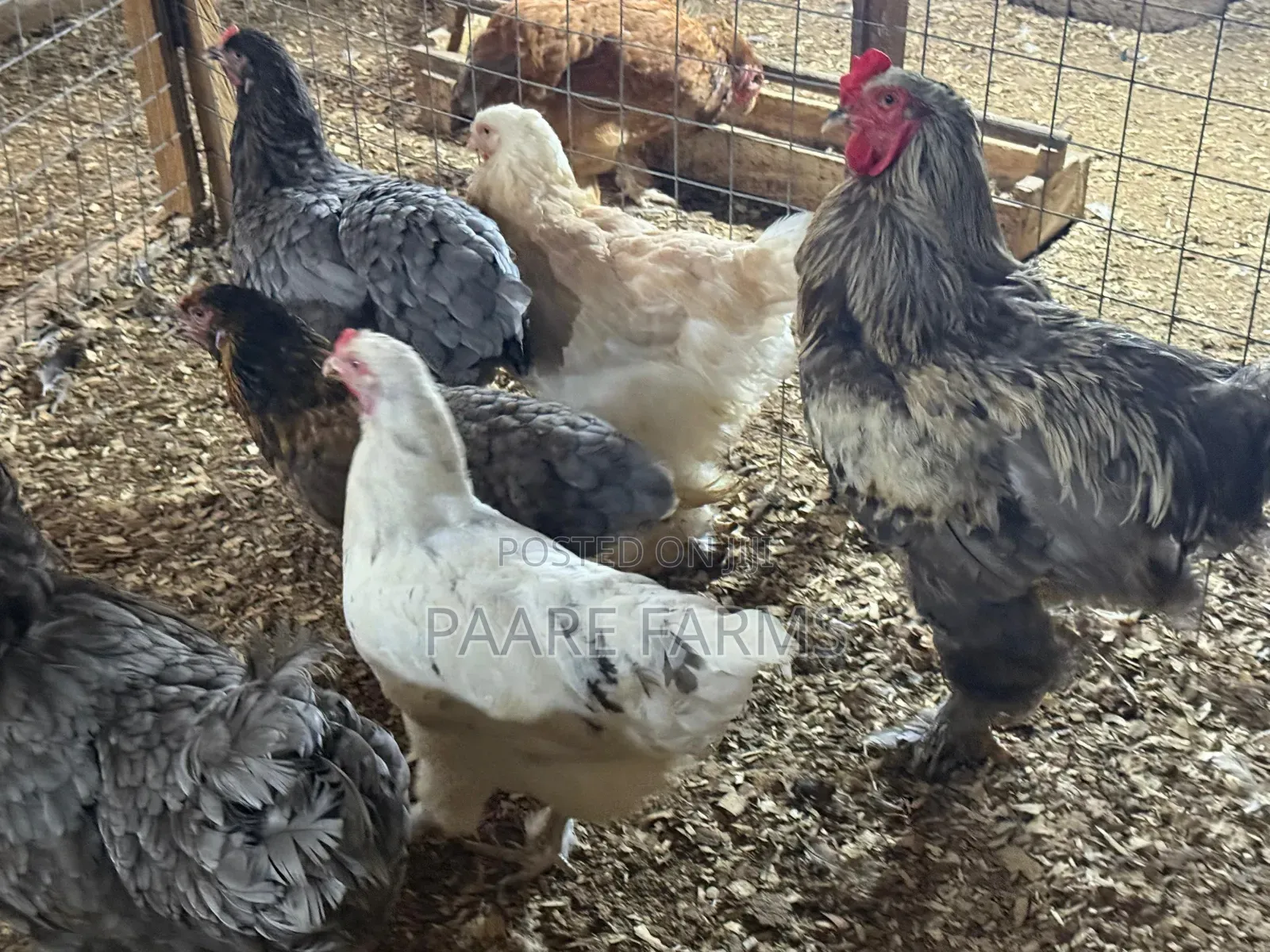 Mature Brahma