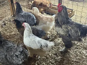 Mature Brahma