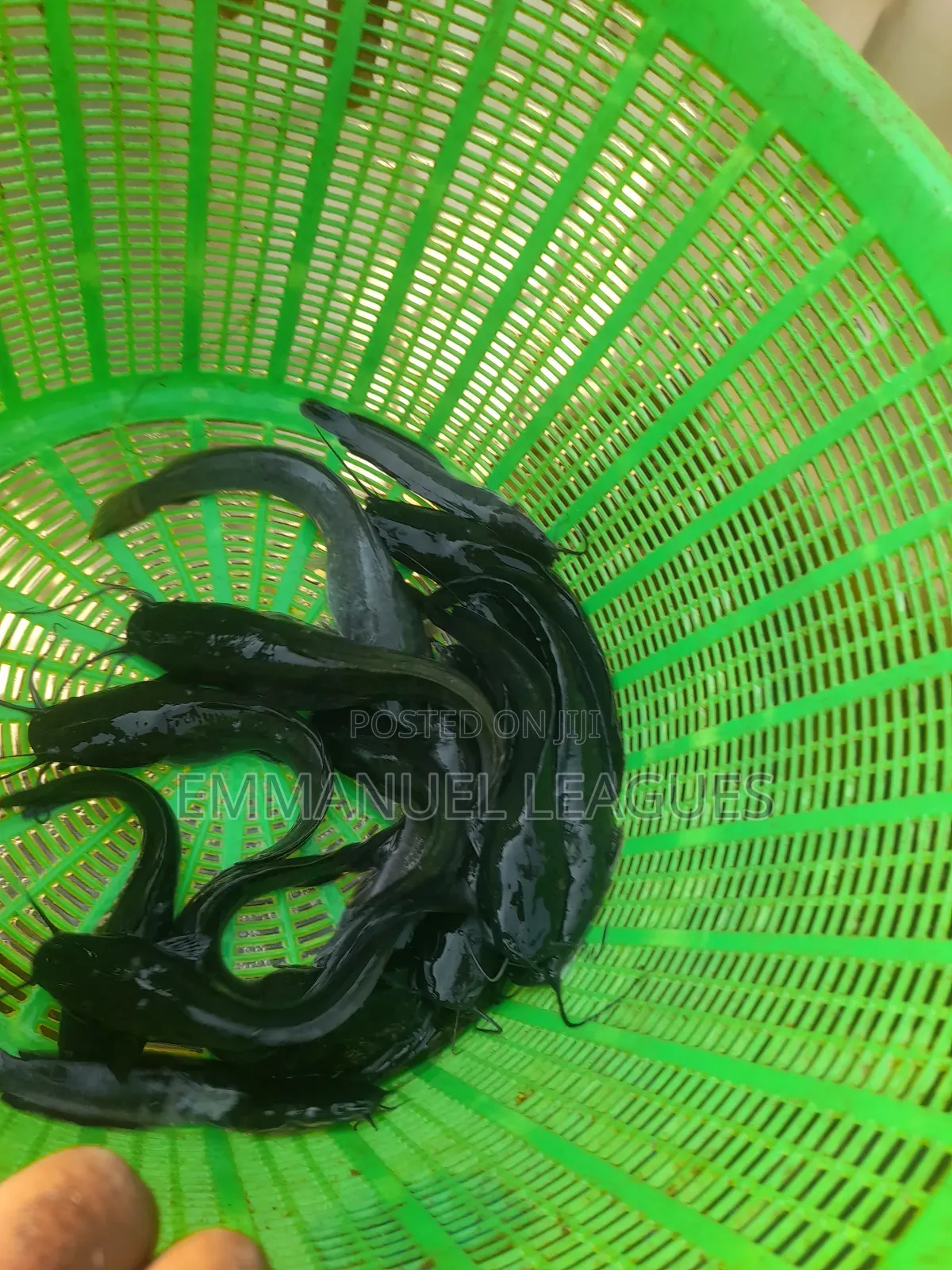 For Your Sizeable Catfish Juveniles At Dimples Farms. Call.