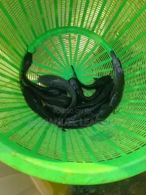 For Your Sizeable Catfish Juveniles At Dimples Farms. Call.