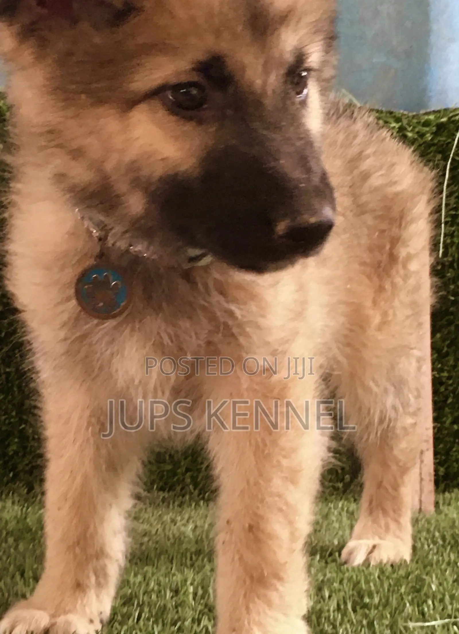 1-3 months Male Purebred German Shepherd