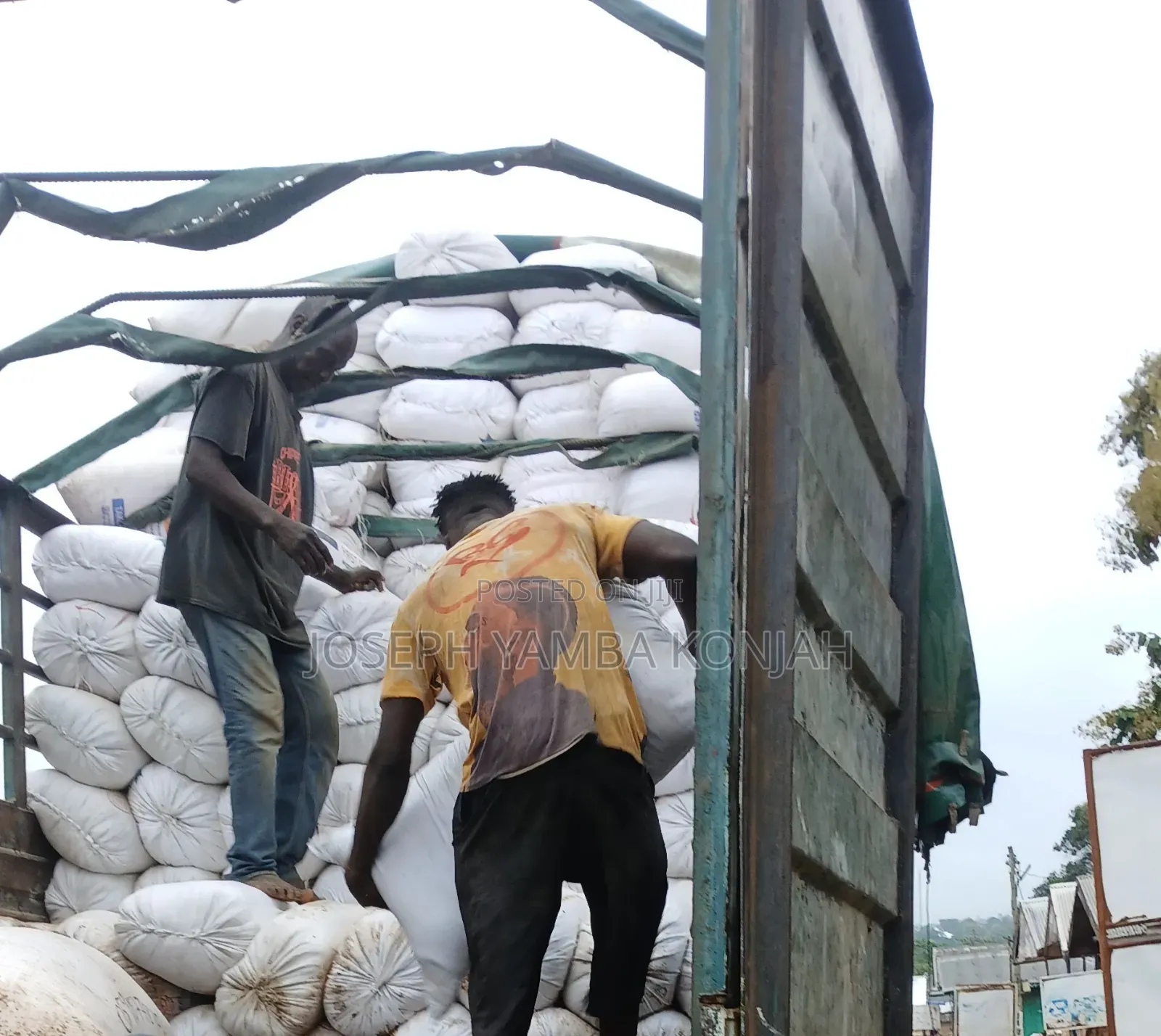Yellow Maize for Sale in 50kgs