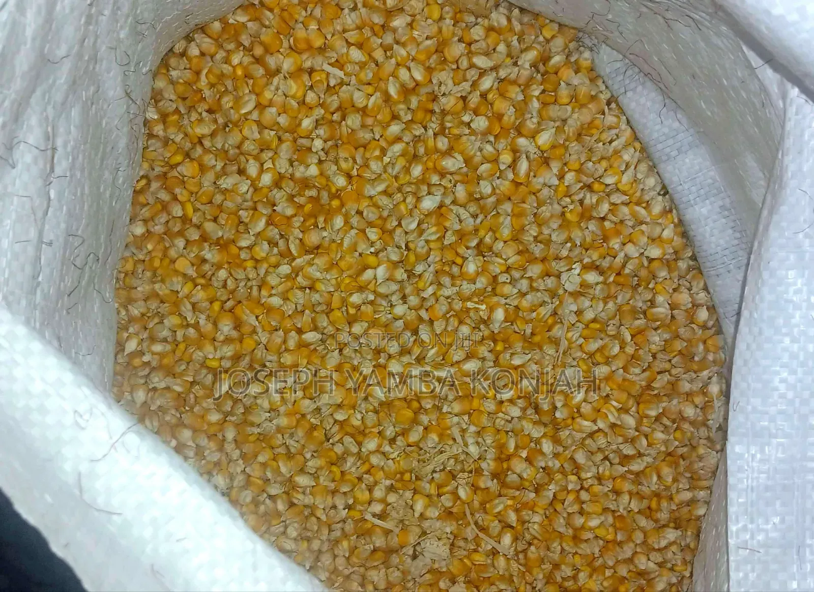 Yellow Maize for Sale in 50kgs