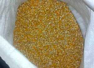Yellow Maize for Sale in 50kgs