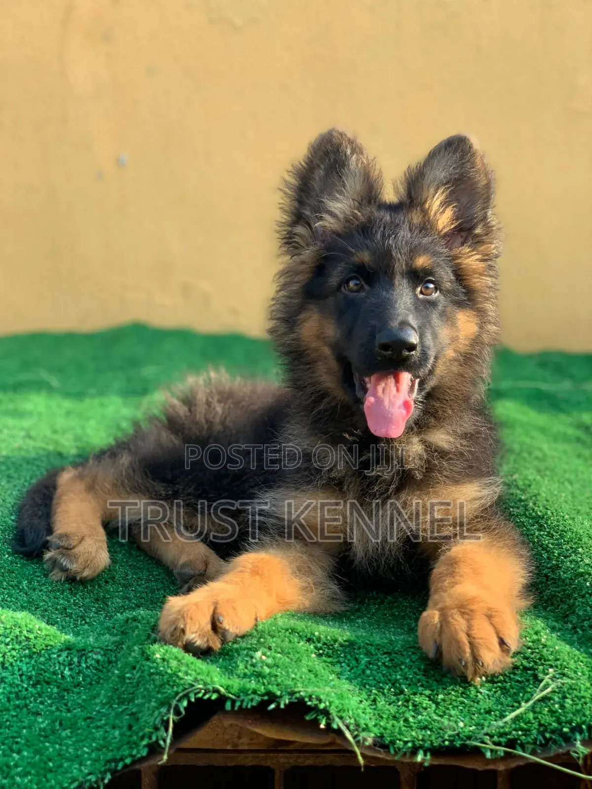 1-3 months Male Purebred German Shepherd