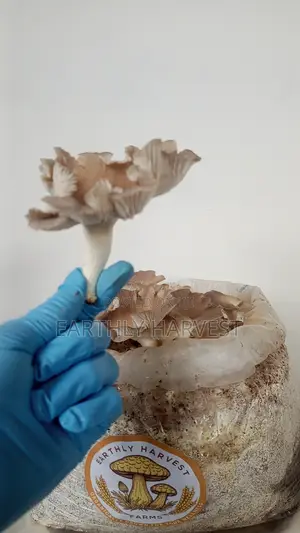 Mushroom Fruiting Bags