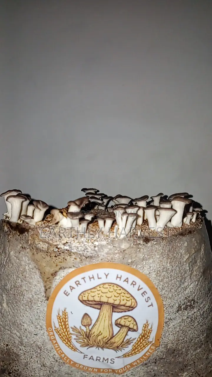 Mushroom Fruiting Bags