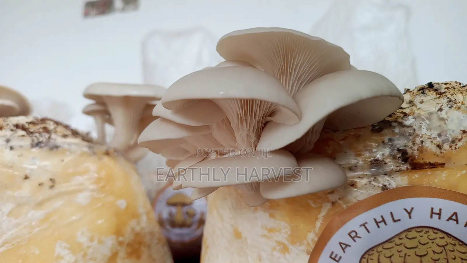 Mushroom Fruiting Bags