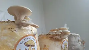 Mushroom Fruiting Bags