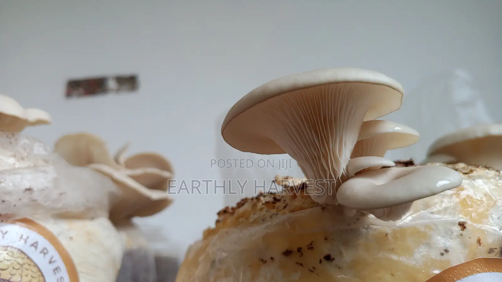 Mushroom Fruiting Bags