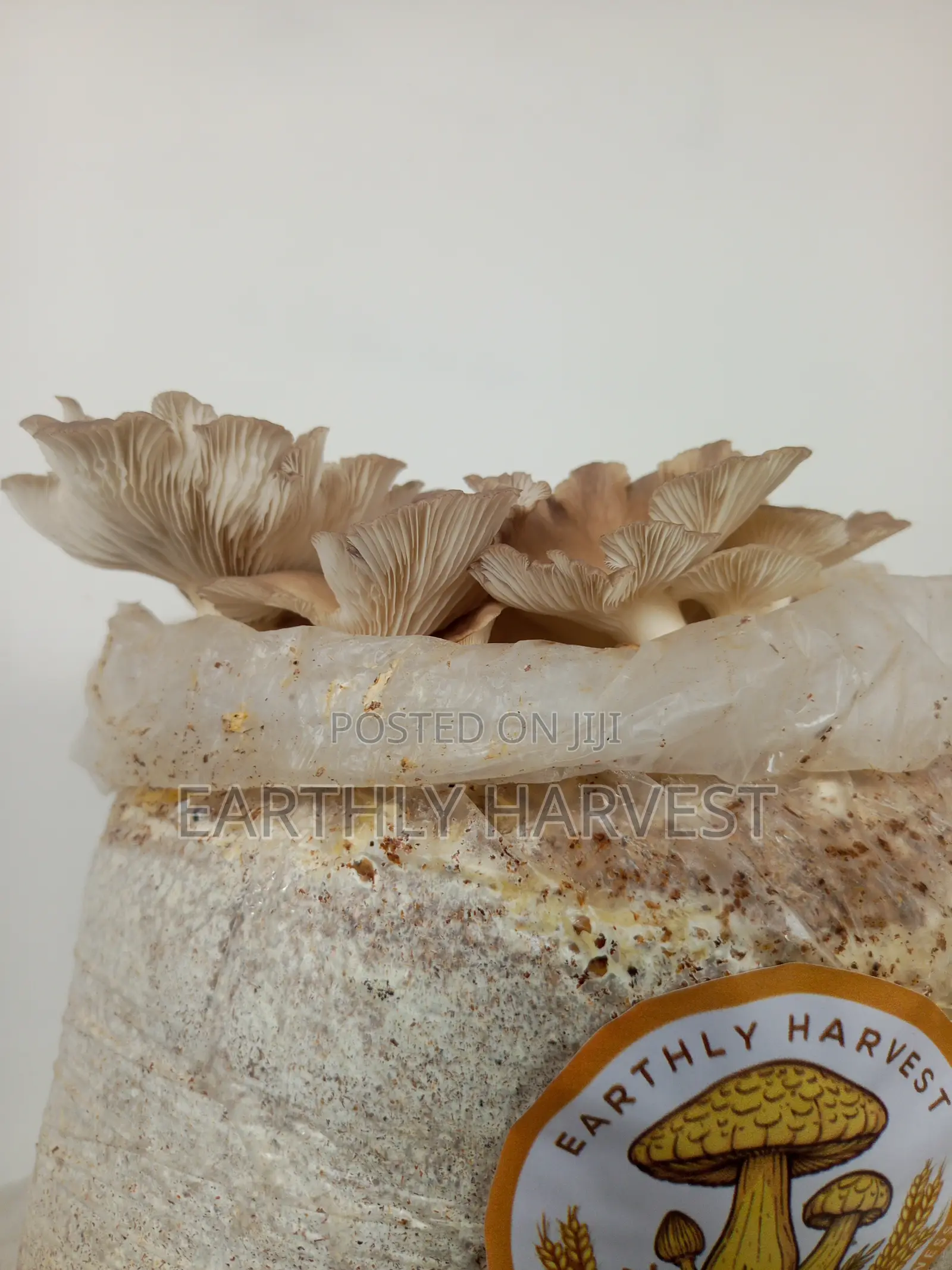 Mushroom Fruiting Bags