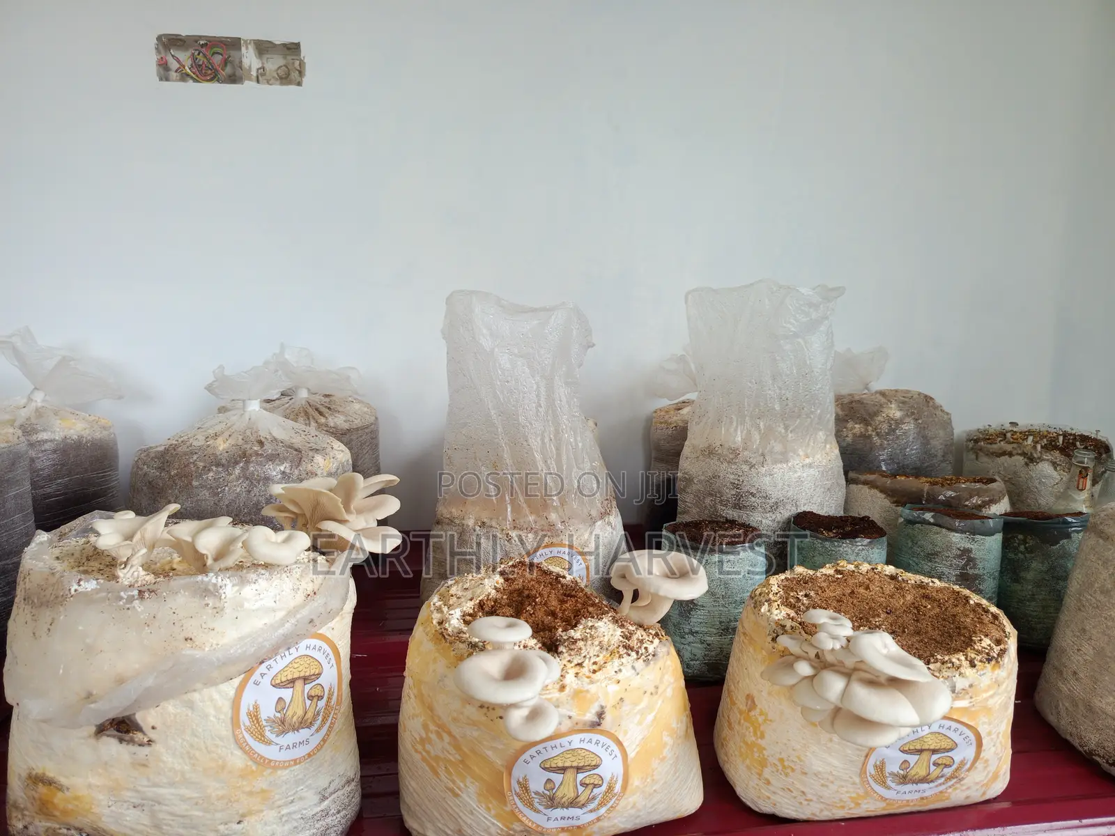 Mushroom Fruiting Bags