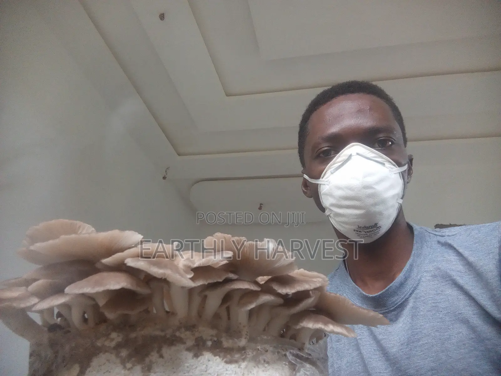 Mushroom Fruiting Bags