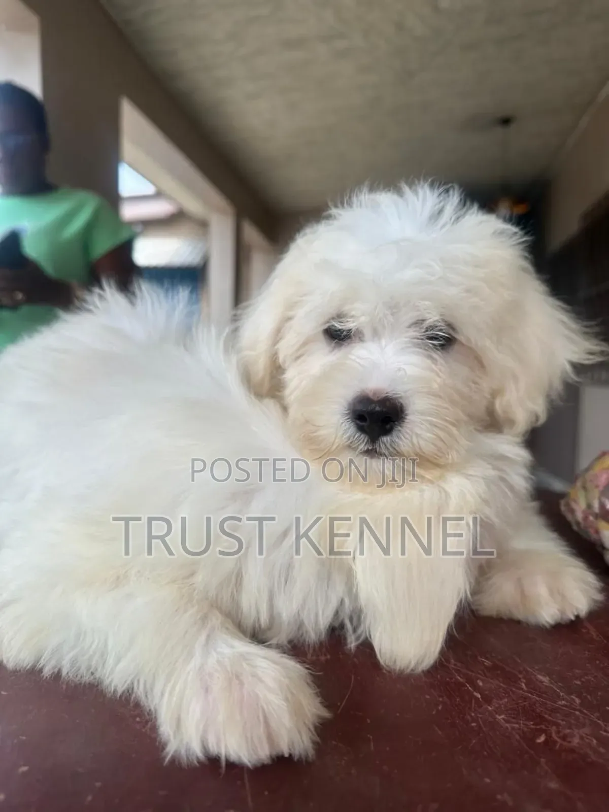 1-3 months Male Purebred Poodle