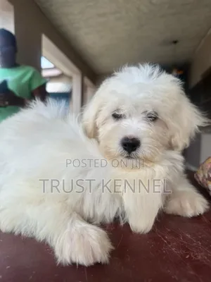 1-3 months Male Purebred Poodle