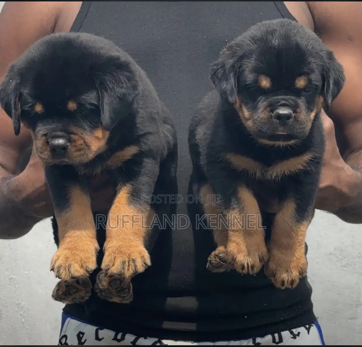 1-3 months Female Purebred Rottweiler