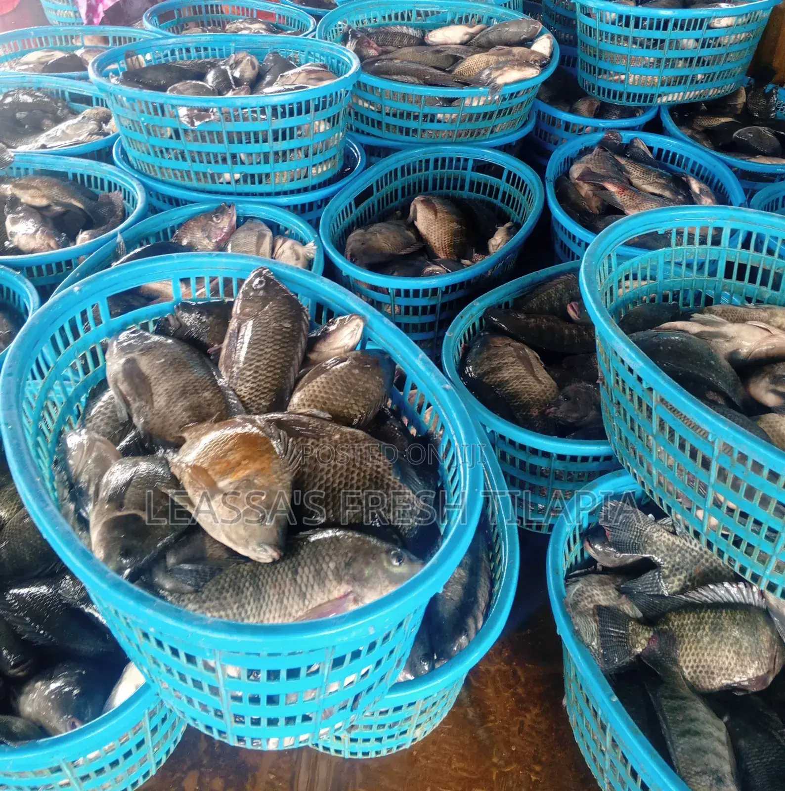 Fresh Tilapia