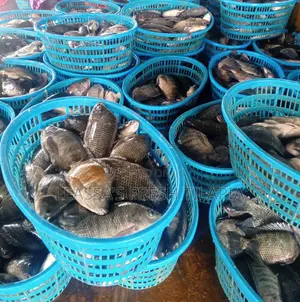 Fresh Tilapia