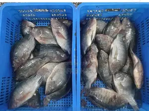 Fresh Tilapia