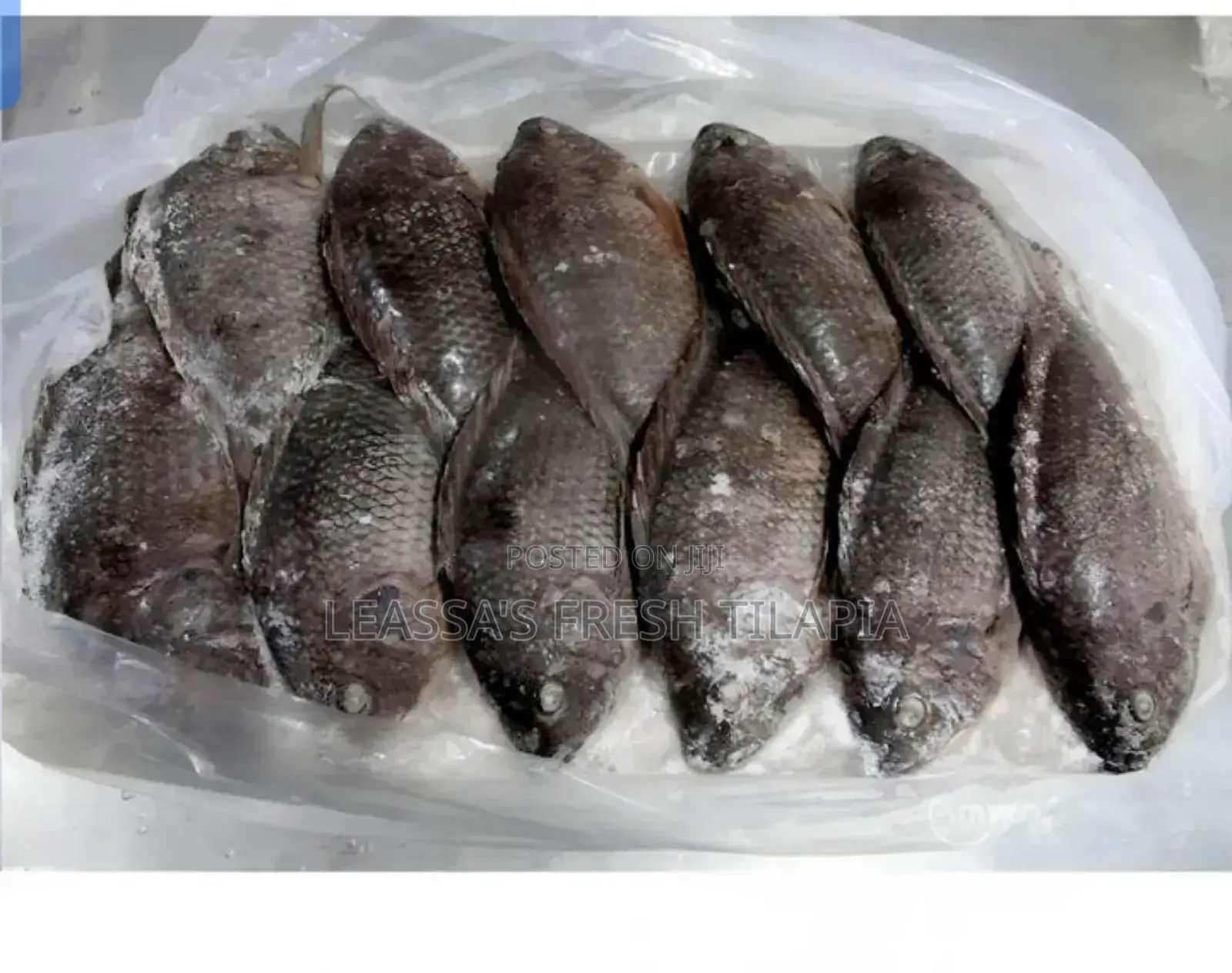 Fresh Tilapia
