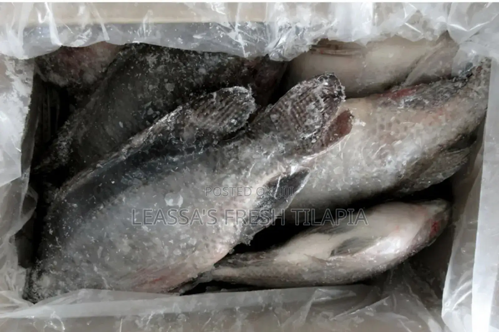 Fresh Tilapia