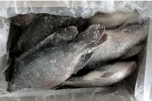 Fresh Tilapia