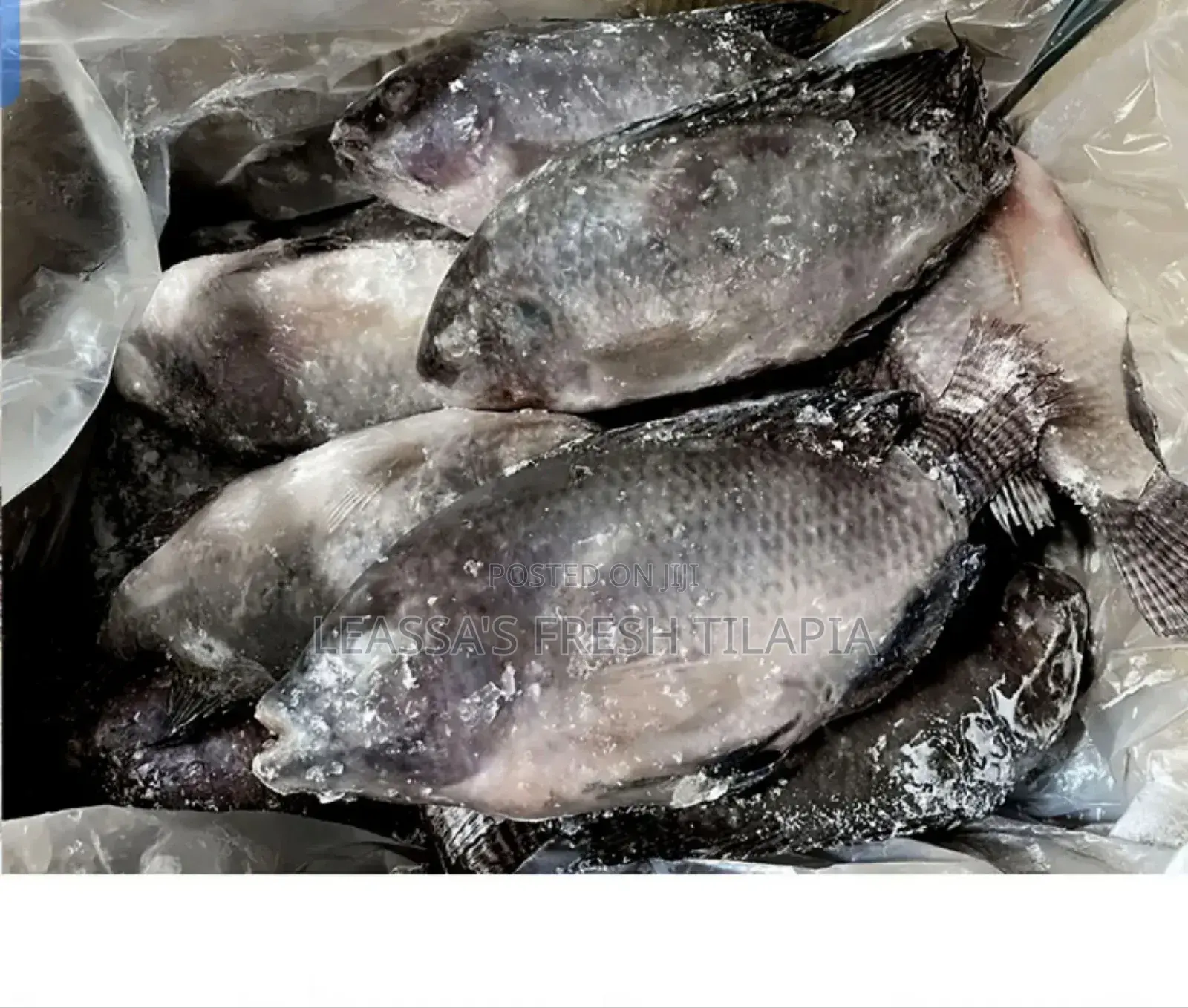 Fresh Tilapia