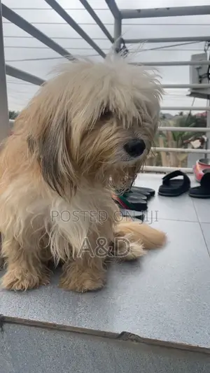 1-3 months Male Purebred Maltese