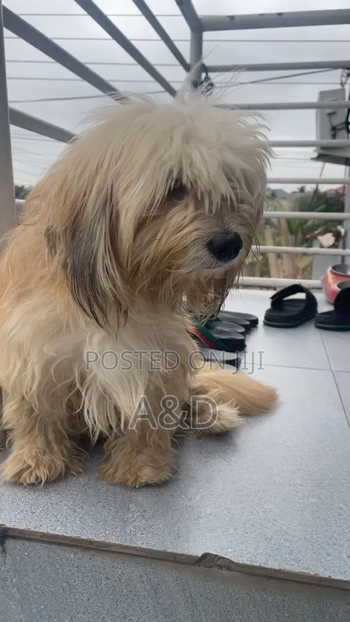 1-3 months Male Purebred Maltese