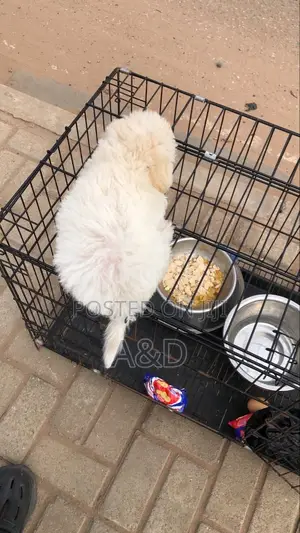 1-3 months Male Purebred Maltese