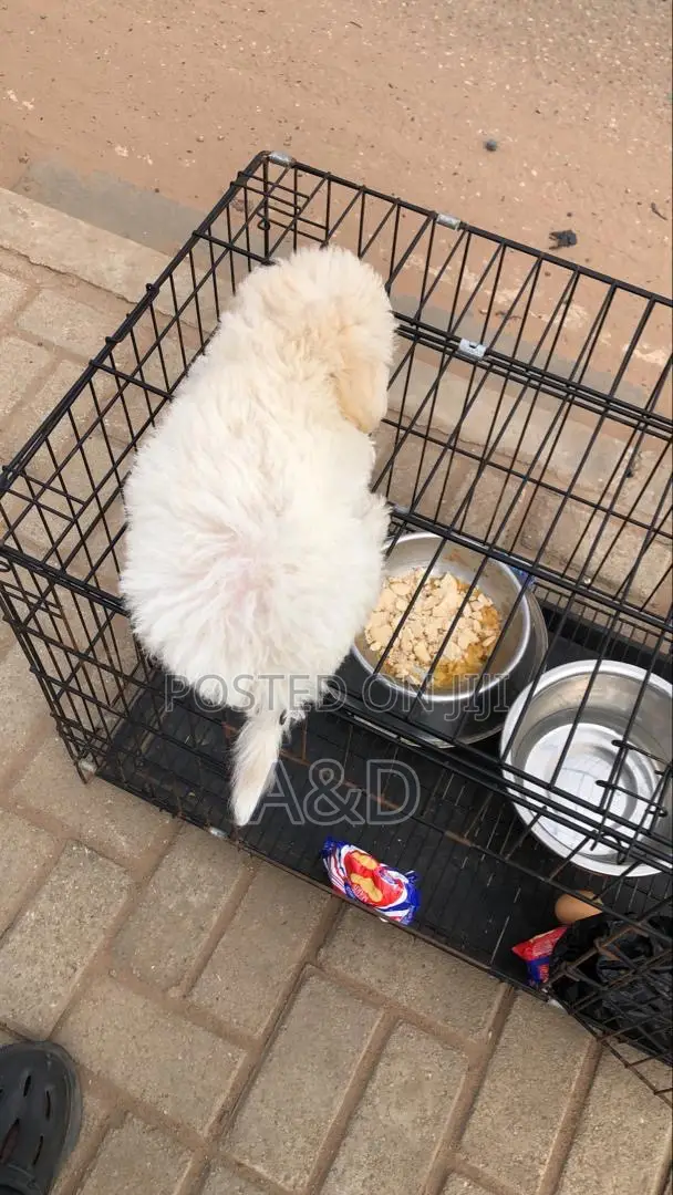 1-3 months Male Purebred Maltese