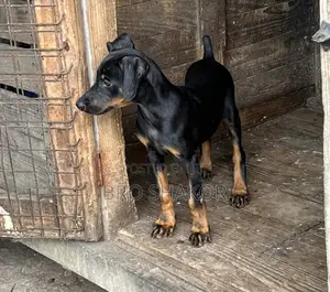 1-3 months Female Purebred Doberman Pinscher