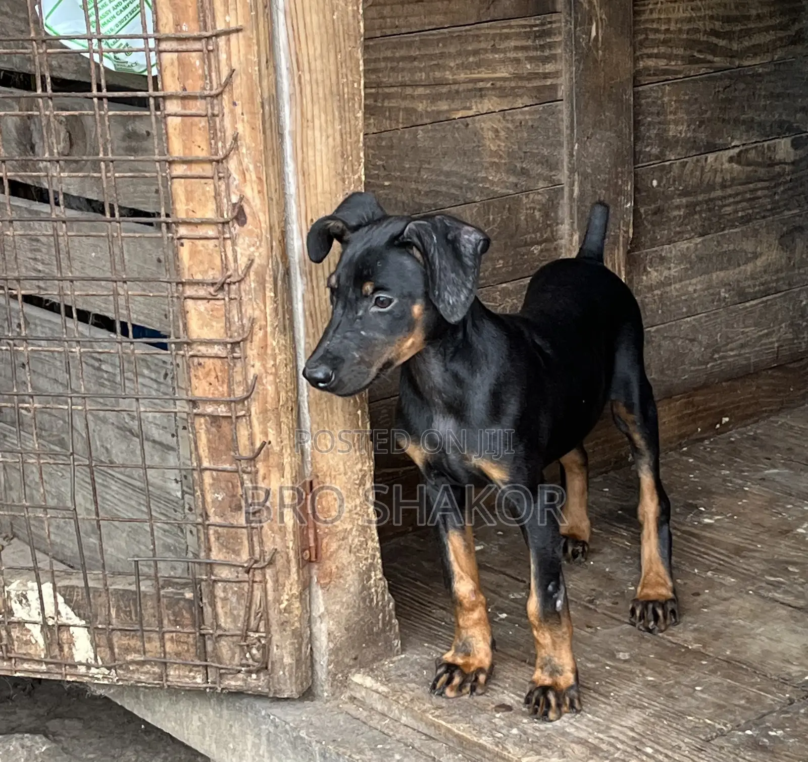 1-3 months Female Purebred Doberman Pinscher